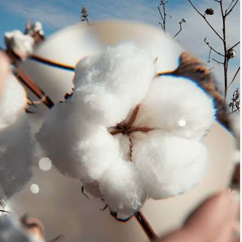 Cotton